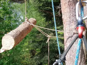 Evacuation de branches depuis la cime d'un arbre